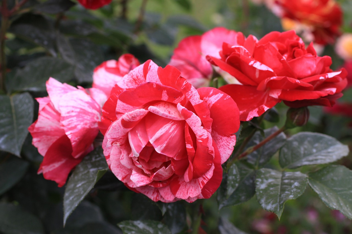 0_65d11_304e6c28_XXXL[1] (700x466, 323Kb)