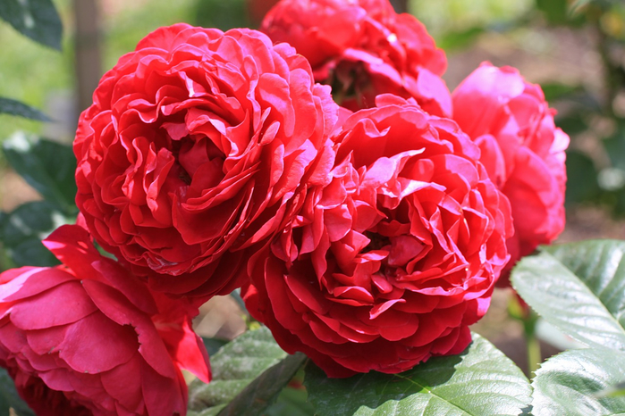 0_65d26_d65ea339_XXXL[1] (700x466, 405Kb)