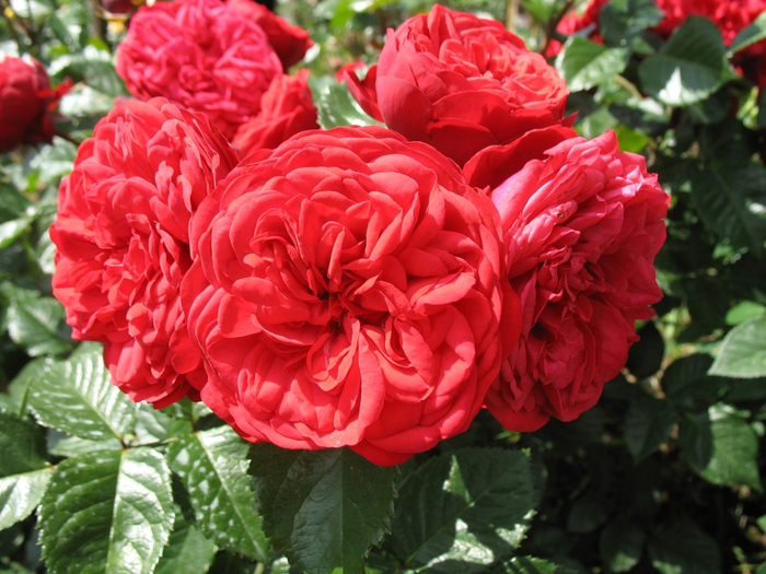 0_65ea8_52cad5f_XXXL[1] (700x525, 452Kb)