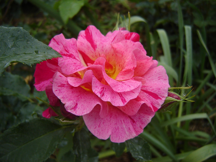 0_645e6_118f4abf_XXXL[1] (700x525, 385Kb)