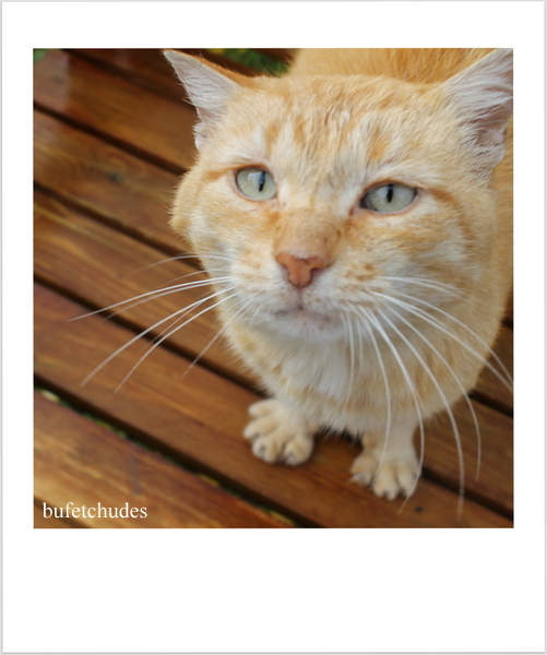 1-IMG_0183 (501x600, 213Kb)