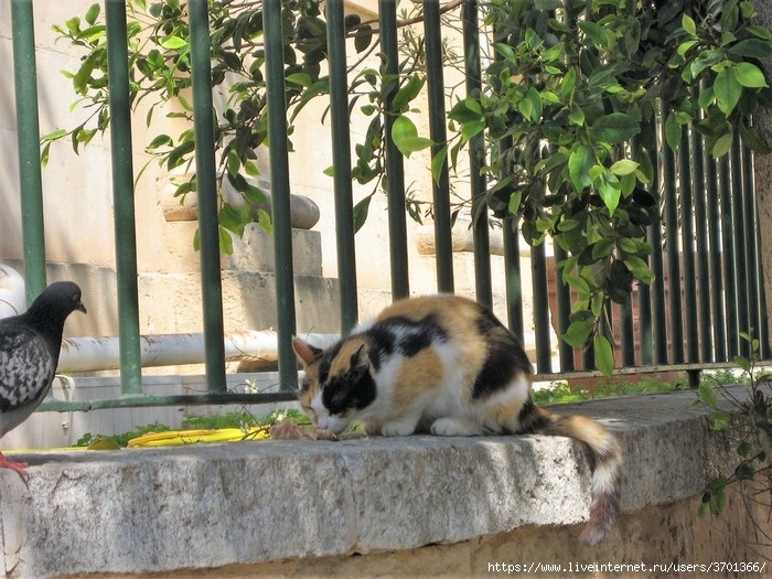 IMG_9788 (700x525, 295Kb)
