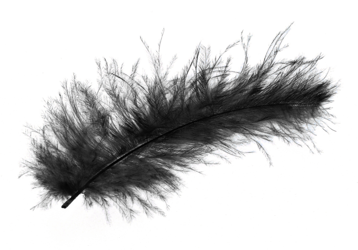 black-feather-png-6 (700x489, 502Kb)