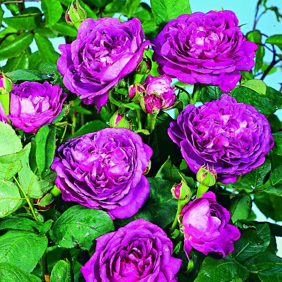 rosier-reine-des-violettes (1000x1000, 133Kb)