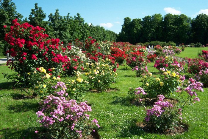 roses_park_garden (1000x766, 162Kb)