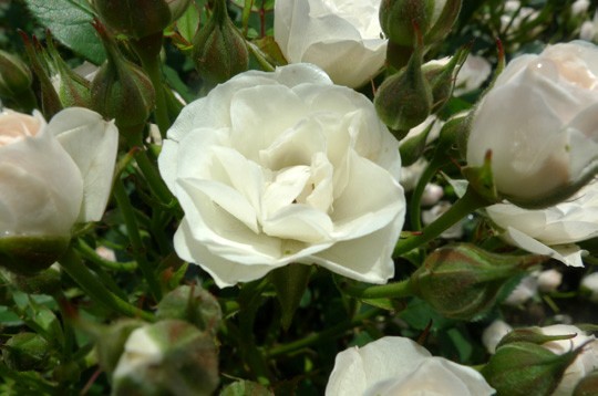    . Keisei Rose Nurserie () (940x758, 47Kb)