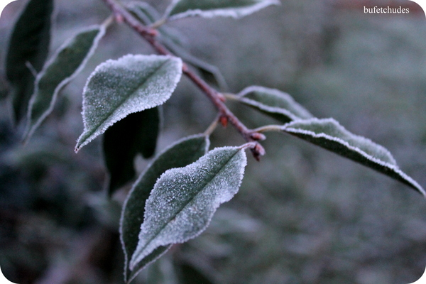 04-IMG_3884 (600x400, 232Kb)