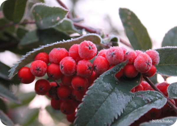 06-IMG_3896 (600x429, 249Kb)