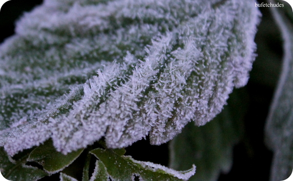 08-IMG_3894 (600x371, 237Kb)