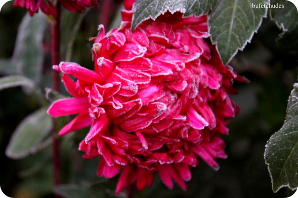 10-IMG_3899 (600x400, 279Kb)