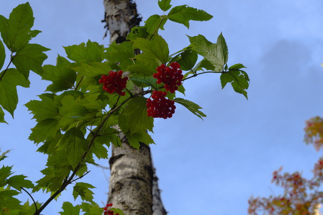 DSC01890 (640x426, 237Kb)