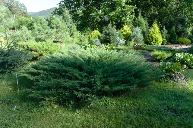 DSC00740 (640x426, 444Kb)