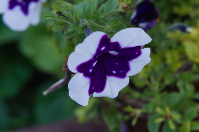 DSC00801 (640x426, 187Kb)