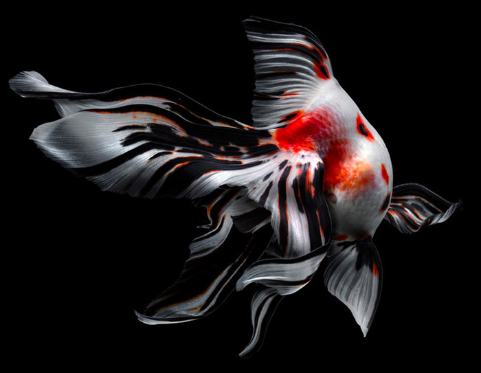 5685413_tsubaki7 (700x543, 80Kb)