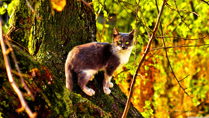 www.GetBg.net_Animals___Cats_Cat_on_a_tree_covered_with_moss_108699_ (700x393, 513Kb)