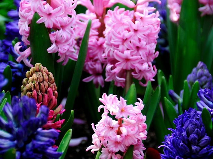 hyacinthusгиа745896 (700x525, 122Kb)