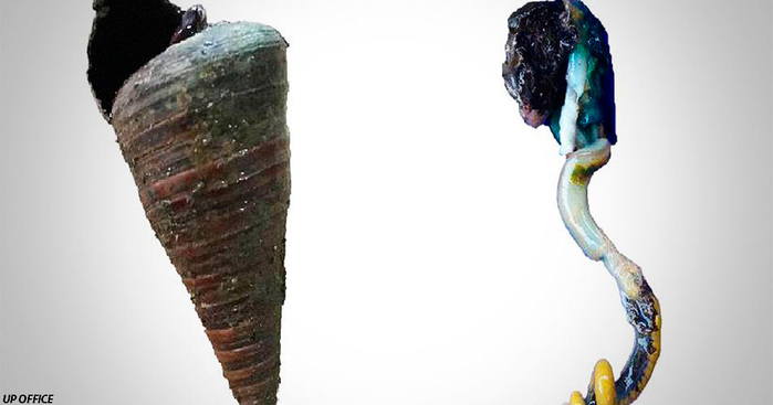 3509984_20190815hornsnail (700x367, 55Kb)