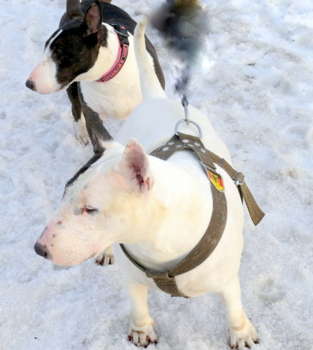 IMG_0110 (626x700, 84Kb)