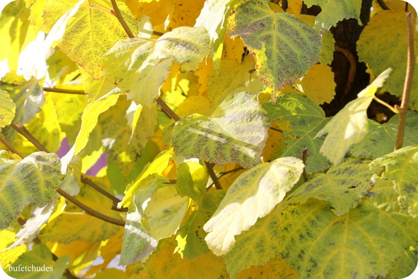 09-IMG_4010 (600x400, 343Kb)