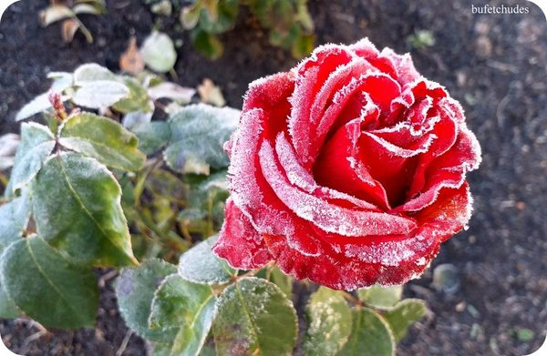 15-изображение_viber_2019-10-11_09-17-57 (600x391, 244Kb)