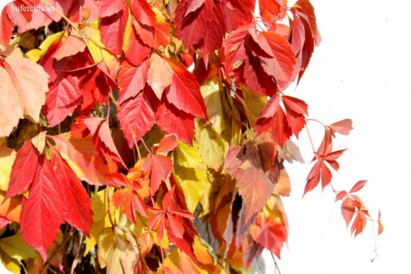 19-IMG_4012 (600x400, 334Kb)