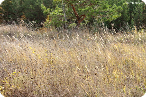 21-IMG_4005 (600x400, 397Kb)