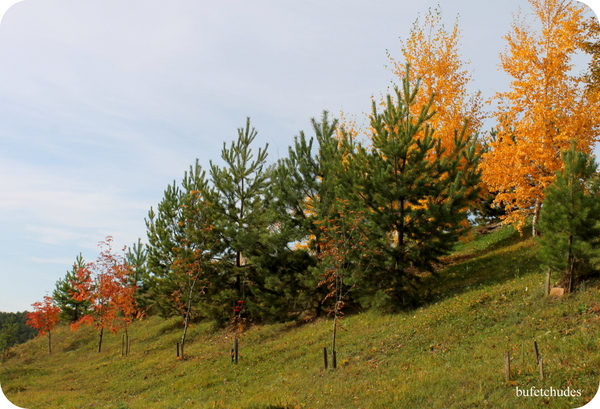 23-IMG_3994 (600x409, 337Kb)