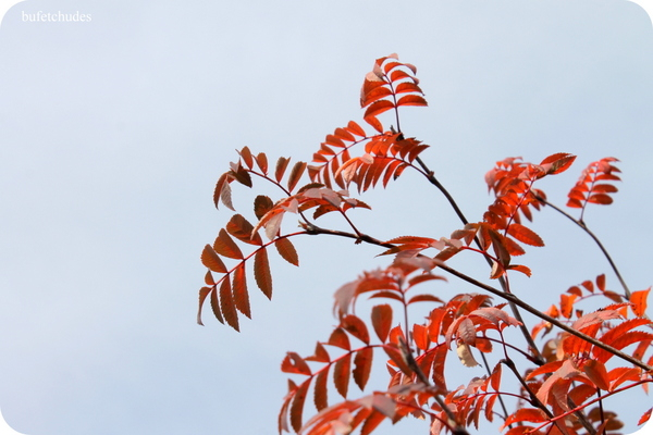 36-IMG_3977 (600x400, 229Kb)