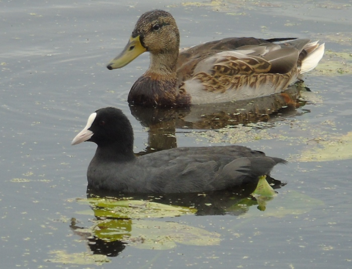 DSC03926 (700x536, 306Kb)