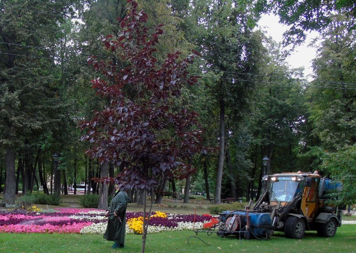 DSC04031 (700x497, 468Kb)