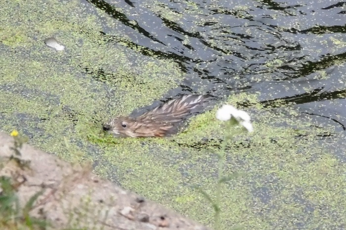 DSC04059 (700x466, 388Kb)