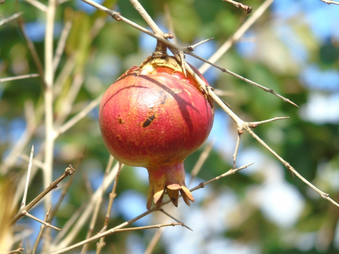 DSC01334 (700x525, 341Kb)