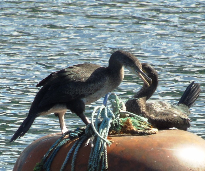 DSC01383 (700x584, 432Kb)