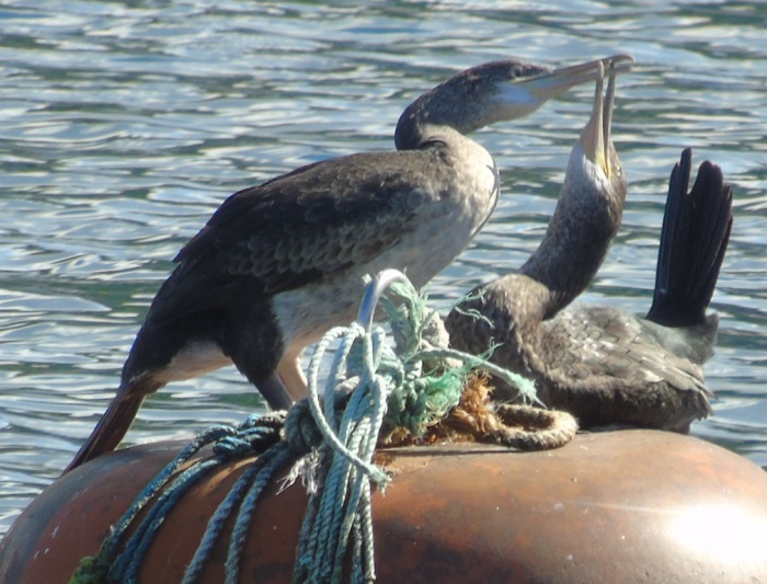 DSC01395 (700x533, 347Kb)