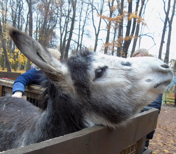 DSC03311 (700x613, 474Kb)