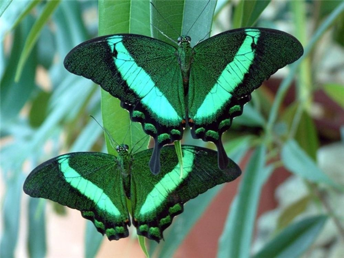 4-0-Papilio palinurus (700x525, 364Kb)