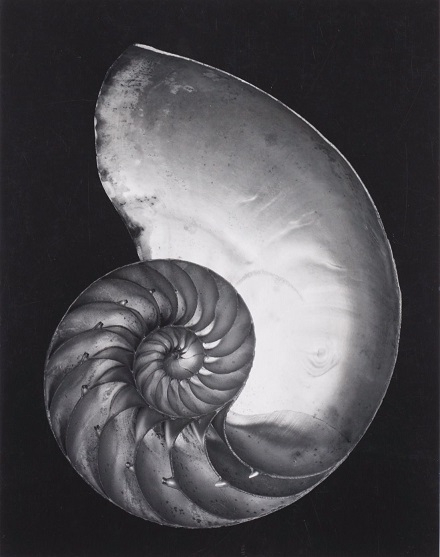 + Nautilus Shell (Cross-section) 1927---Shell, 1927   (440x557, 111Kb)