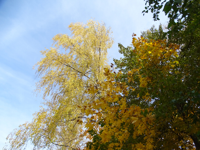 DSC00037 (700x525, 601Kb)