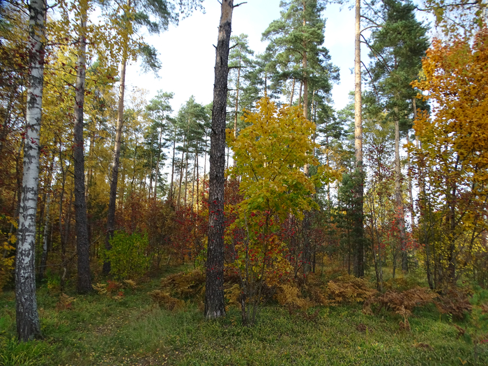 DSC00117 (700x525, 630Kb)