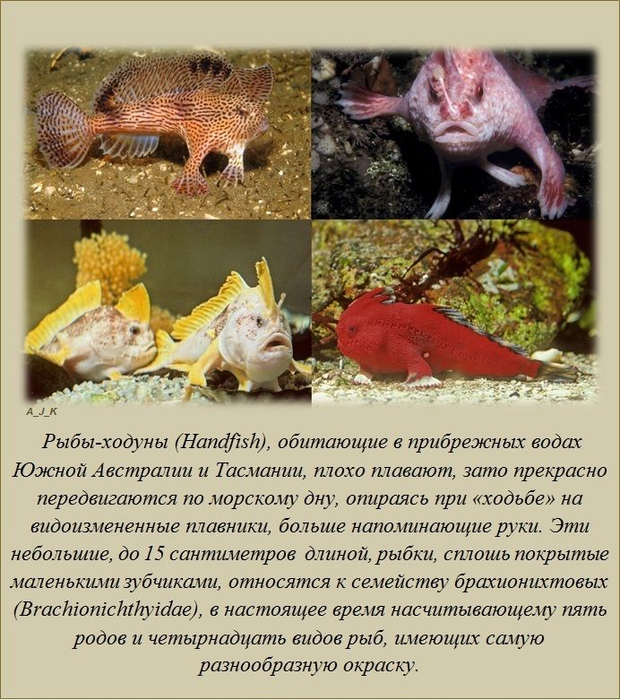 1362424724_www.radionetplus.ru-fact_16 (620x700, 471Kb)