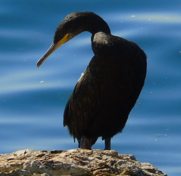 DSC01996 (700x683, 336Kb)