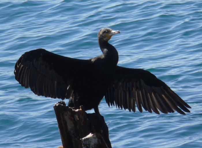 DSC02017 (700x512, 311Kb)