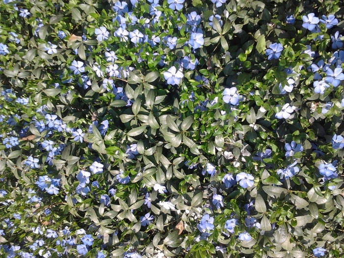 5d70f5b7c85734.931191071567684023_5d70f5b7c857f0.31087970 (700x525, 325Kb)