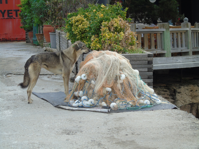 DSC02292 (700x525, 500Kb)