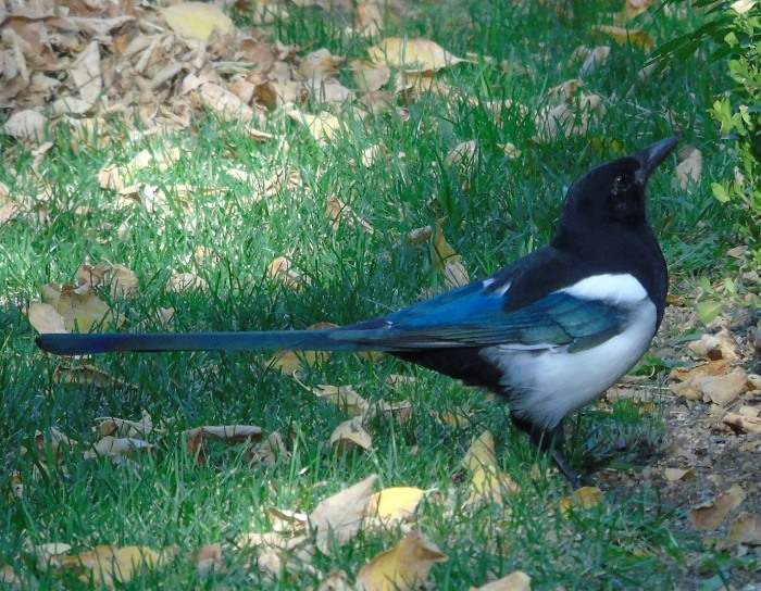 DSC02404 (700x544, 496Kb)