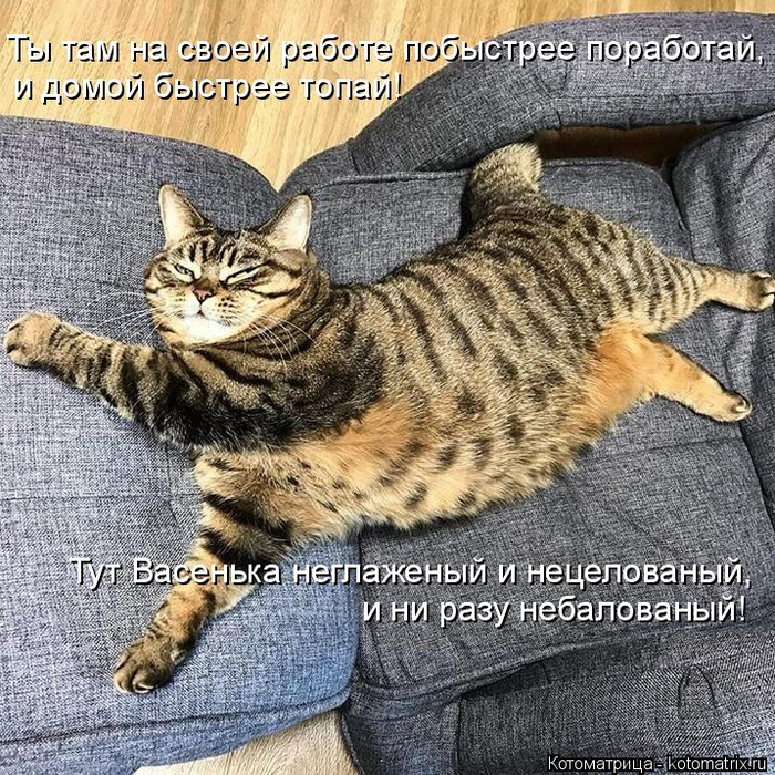 kotomatritsa_Y (700x700, 615Kb)