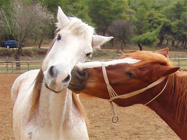 fullsize (6) (640x480, 49Kb)
