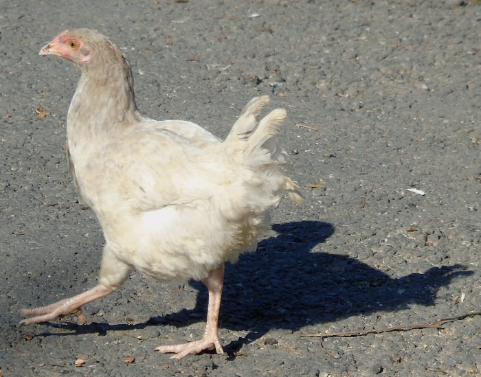 DSC02915 (700x549, 394Kb)