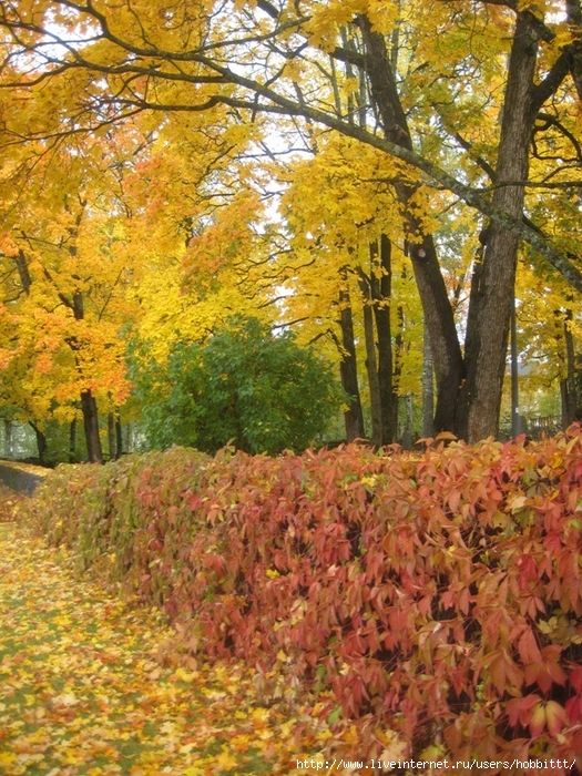 181 (525x700, 424Kb)