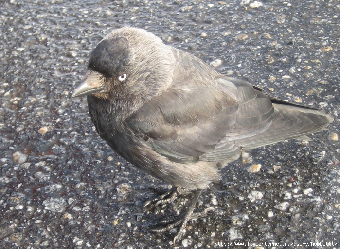 146 (700x513, 377Kb)